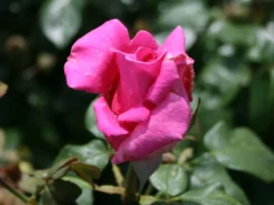Edelrose 'Duftrausch' ® -Deutschland Garten Funk Verkaufs-Shop edelrose duftrausch m005888 w 1
