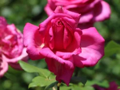 Edelrose 'Duftrausch' ® -Deutschland Garten Funk Verkaufs-Shop edelrose duftrausch m005888 w 2