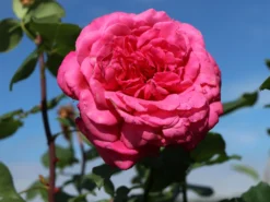 Edelrose 'Duftrausch' ® -Deutschland Garten Funk Verkaufs-Shop edelrose duftrausch m005888 w 3