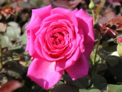 Edelrose 'Duftrausch' ® -Deutschland Garten Funk Verkaufs-Shop edelrose duftrausch m005888 w 4