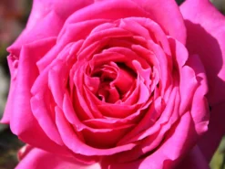 Edelrose 'Duftrausch' ® -Deutschland Garten Funk Verkaufs-Shop edelrose duftrausch m005888 w 5