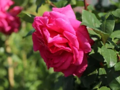 Edelrose 'Duftrausch' ® -Deutschland Garten Funk Verkaufs-Shop edelrose duftrausch m005888 w 8