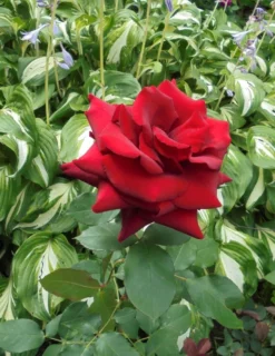 Edelrose 'Duftzauber 84' ® -Deutschland Garten Funk Verkaufs-Shop edelrose duftzauber 84 m002800 430730 0