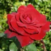 Edelrose 'Duftzauber 84' ®