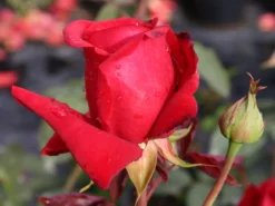 Edelrose 'Duftzauber 84' ® -Deutschland Garten Funk Verkaufs-Shop edelrose duftzauber 84 m002800 w 0