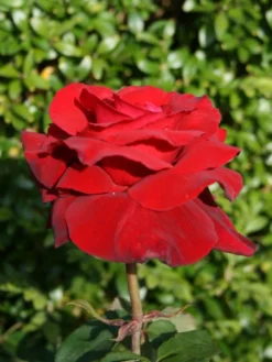 Edelrose 'Duftzauber 84' ® -Deutschland Garten Funk Verkaufs-Shop edelrose duftzauber 84 m002800 w 1