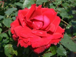 Edelrose 'Duftzauber 84' ® -Deutschland Garten Funk Verkaufs-Shop edelrose duftzauber 84 m002800 w 2