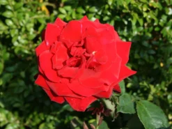 Edelrose 'Duftzauber 84' ® -Deutschland Garten Funk Verkaufs-Shop edelrose duftzauber 84 m002800 w 3