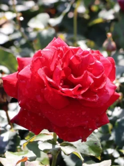 Edelrose 'Duftzauber 84' ® -Deutschland Garten Funk Verkaufs-Shop edelrose duftzauber 84 m002800 w 5