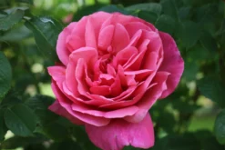Edelrose 'Elbflorenz' -Deutschland Garten Funk Verkaufs-Shop edelrose elbflorenz m052840 772888 0