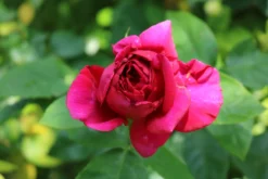 Edelrose 'Elbflorenz' -Deutschland Garten Funk Verkaufs-Shop edelrose elbflorenz m052840 772888 1