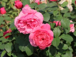 Edelrose 'Elbflorenz' -Deutschland Garten Funk Verkaufs-Shop edelrose elbflorenz m052840 w 0 1