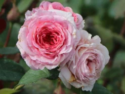 Edelrose 'Elbflorenz' -Deutschland Garten Funk Verkaufs-Shop edelrose elbflorenz m052840 w 1