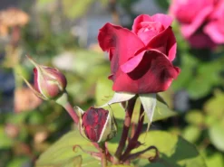 Edelrose 'Elbflorenz' -Deutschland Garten Funk Verkaufs-Shop edelrose elbflorenz m052840 w 2 1