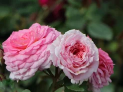 Edelrose 'Elbflorenz' -Deutschland Garten Funk Verkaufs-Shop edelrose elbflorenz m052840 w 2
