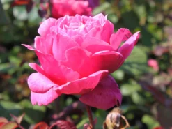 Edelrose 'Elbflorenz' -Deutschland Garten Funk Verkaufs-Shop edelrose elbflorenz m052840 w 3 1