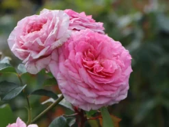 Edelrose 'Elbflorenz' -Deutschland Garten Funk Verkaufs-Shop edelrose elbflorenz m052840 w 3