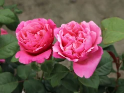 Edelrose 'Elbflorenz' -Deutschland Garten Funk Verkaufs-Shop edelrose elbflorenz m052840 w 4