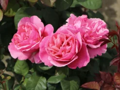 Edelrose 'Elbflorenz' -Deutschland Garten Funk Verkaufs-Shop edelrose elbflorenz m052840 w 5