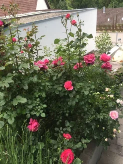 Edelrose 'Eliza' ® -Deutschland Garten Funk Verkaufs-Shop edelrose eliza m005998 1338879 0