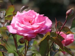 Edelrose 'Eliza' ® -Deutschland Garten Funk Verkaufs-Shop edelrose eliza m005998 w 1