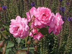 Edelrose 'Eliza' ® -Deutschland Garten Funk Verkaufs-Shop edelrose eliza m005998 w 2