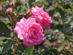 Edelrose 'Eliza' ® -Deutschland Garten Funk Verkaufs-Shop edelrose eliza m005998 w 3