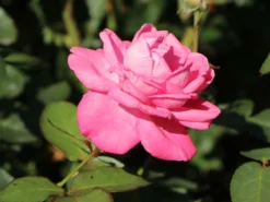 Edelrose 'Eliza' ® -Deutschland Garten Funk Verkaufs-Shop edelrose eliza m005998 w 4