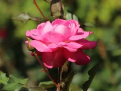 Edelrose 'Eliza' ® -Deutschland Garten Funk Verkaufs-Shop edelrose eliza m005998 w 5