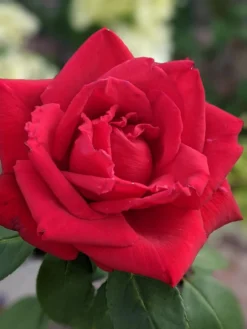 Edelrose 'Erotika' -Deutschland Garten Funk Verkaufs-Shop edelrose erotika m005892 1193843 0