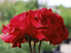 Edelrose 'Erotika' -Deutschland Garten Funk Verkaufs-Shop edelrose erotika m005892 w 0