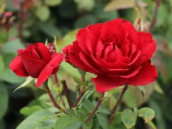 Edelrose 'Erotika' -Deutschland Garten Funk Verkaufs-Shop edelrose erotika m005892 w 1 1