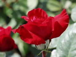 Edelrose 'Erotika' -Deutschland Garten Funk Verkaufs-Shop edelrose erotika m005892 w 2