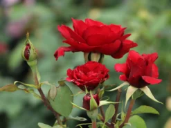 Edelrose 'Erotika' -Deutschland Garten Funk Verkaufs-Shop edelrose erotika m005892 w 3