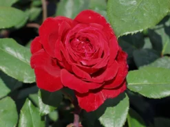 Edelrose 'Erotika' -Deutschland Garten Funk Verkaufs-Shop edelrose erotika m005892 w 4
