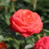 Edelrose 'Feurio' ®