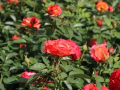 Edelrose 'Feurio' ® -Deutschland Garten Funk Verkaufs-Shop edelrose feurio m113591 w 0