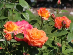 Edelrose 'Feurio' ® -Deutschland Garten Funk Verkaufs-Shop edelrose feurio m113591 w 1