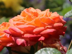 Edelrose 'Feurio' ® -Deutschland Garten Funk Verkaufs-Shop edelrose feurio m113591 w 2