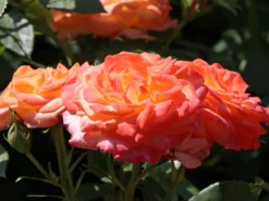 Edelrose 'Feurio' ® -Deutschland Garten Funk Verkaufs-Shop edelrose feurio m113591 w 3