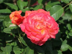 Edelrose 'Feurio' ® -Deutschland Garten Funk Verkaufs-Shop edelrose feurio m113591 w 5