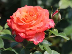 Edelrose 'Feurio' ® -Deutschland Garten Funk Verkaufs-Shop edelrose feurio m113591 w 6