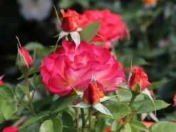 Edelrose 'Feurio' ® -Deutschland Garten Funk Verkaufs-Shop edelrose feurio m113591 w 7