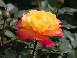 Edelrose 'Flaming Star' ® -Deutschland Garten Funk Verkaufs-Shop edelrose flaming star m120636 w 0
