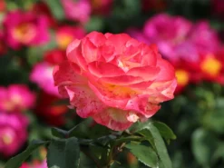 Edelrose 'Flaming Star' ® -Deutschland Garten Funk Verkaufs-Shop edelrose flaming star m120636 w 1