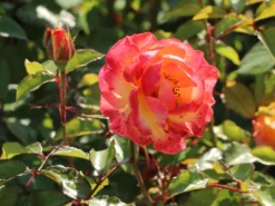 Edelrose 'Flaming Star' ® -Deutschland Garten Funk Verkaufs-Shop edelrose flaming star m120636 w 10