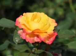 Edelrose 'Flaming Star' ® -Deutschland Garten Funk Verkaufs-Shop edelrose flaming star m120636 w 2