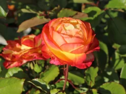 Edelrose 'Flaming Star' ® -Deutschland Garten Funk Verkaufs-Shop edelrose flaming star m120636 w 3