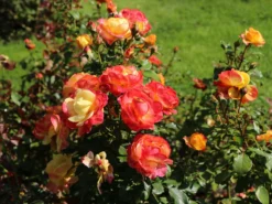 Edelrose 'Flaming Star' ® -Deutschland Garten Funk Verkaufs-Shop edelrose flaming star m120636 w 4