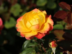 Edelrose 'Flaming Star' ® -Deutschland Garten Funk Verkaufs-Shop edelrose flaming star m120636 w 5